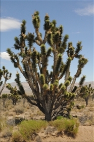 Joshua Tree NP